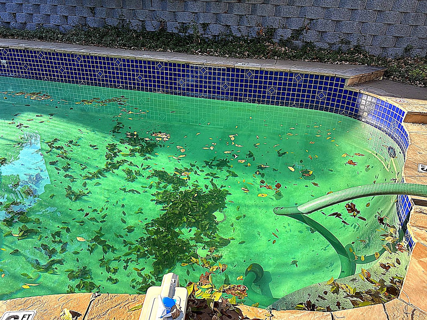 The same pool left alone — pea-green water blanketed in leaves